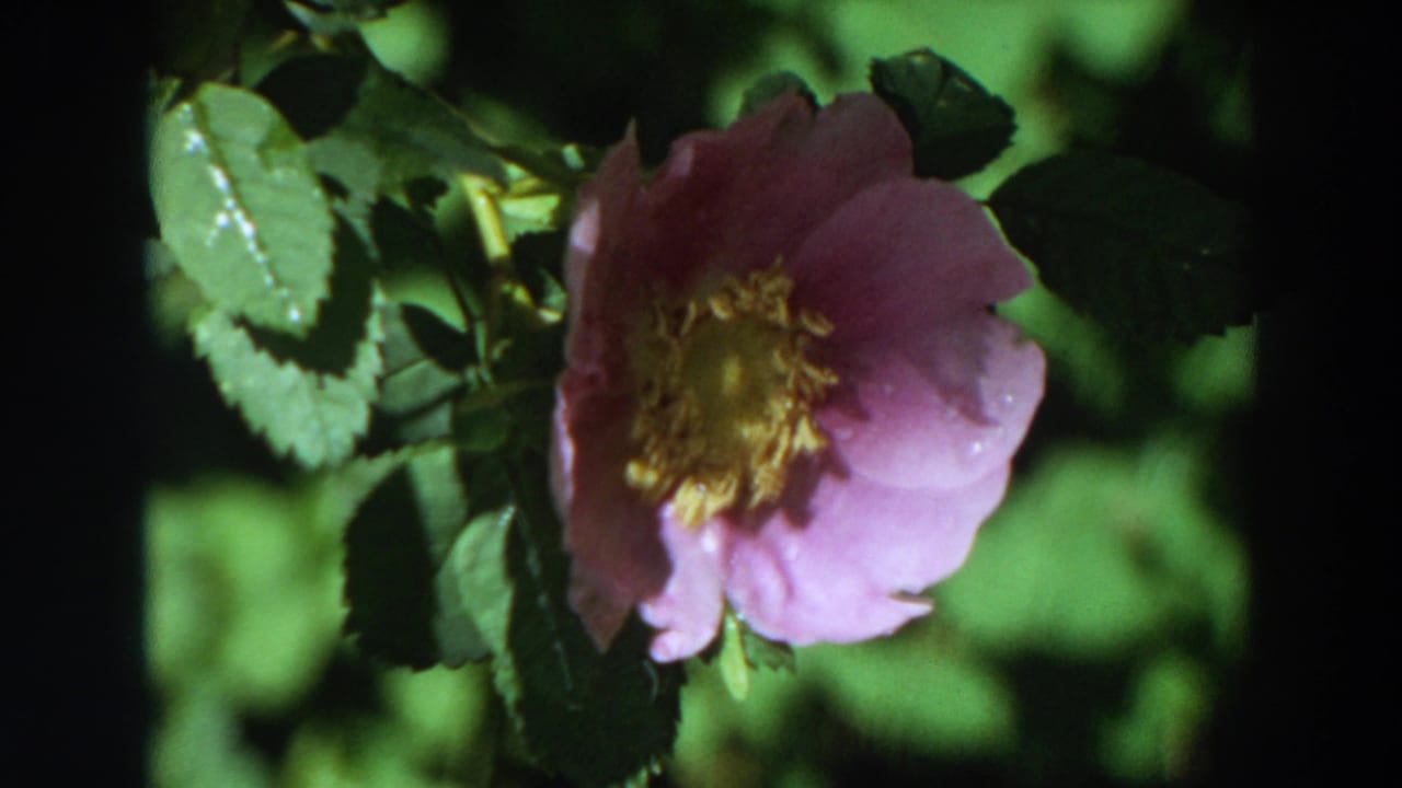 1964 California 8mm frame showing a pink rose bloom with yellow stamens among green leaves in natural light.