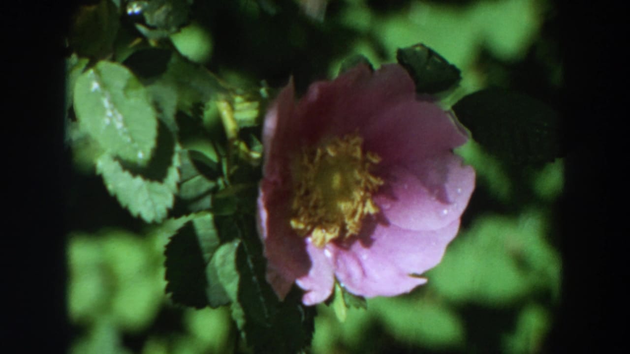 Pink flower and green leaves in close-up, with strong shade behind the branch.