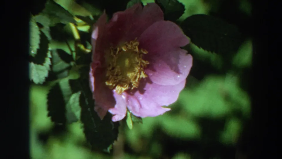 1964 California home-movie frame with the rose filling more of the view against soft green foliage.