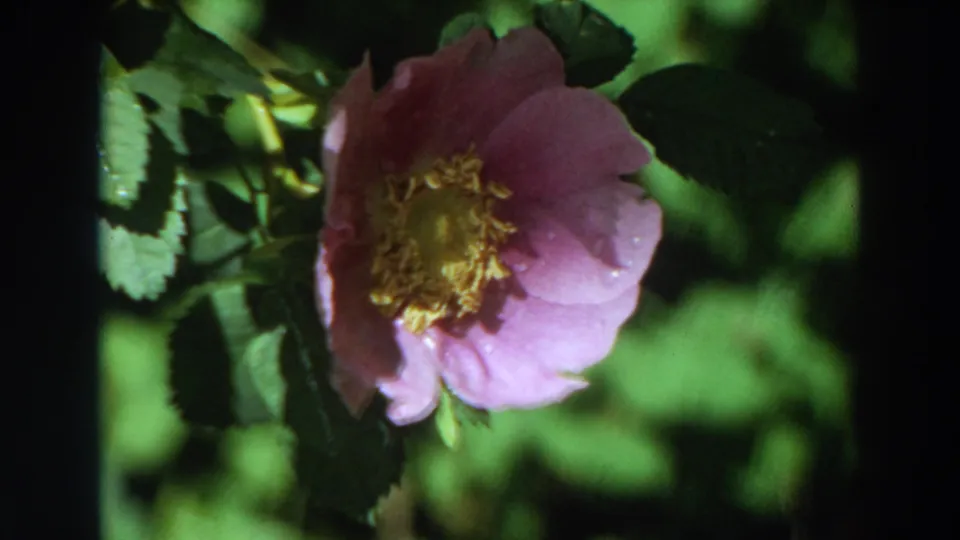 Final 8mm frame of the pink rose bloom on a leafy branch, with California and 1964 supported by metadata.