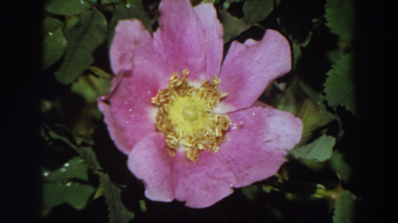 1964 California 8mm frame showing a pink garden flower with a yellow center against dark green foliage.