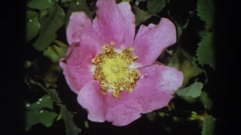 1964 California 8mm frame showing a pink garden flower with a yellow center against dark green foliage.