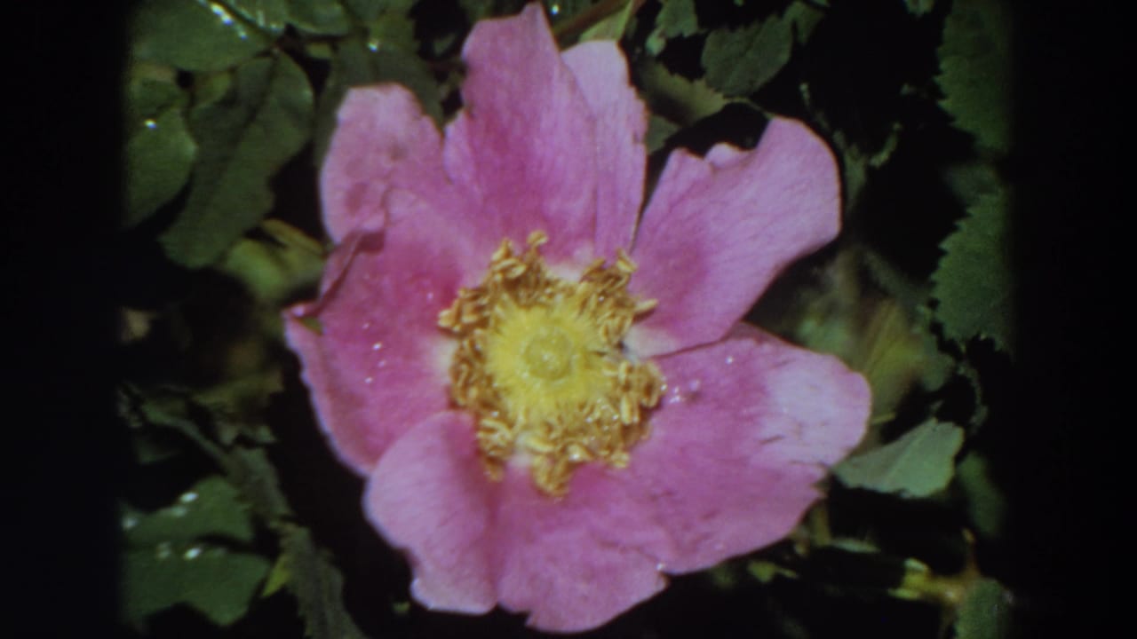 1964 California home-movie frame holding on a pink bloom with a yellow center and leafy background.