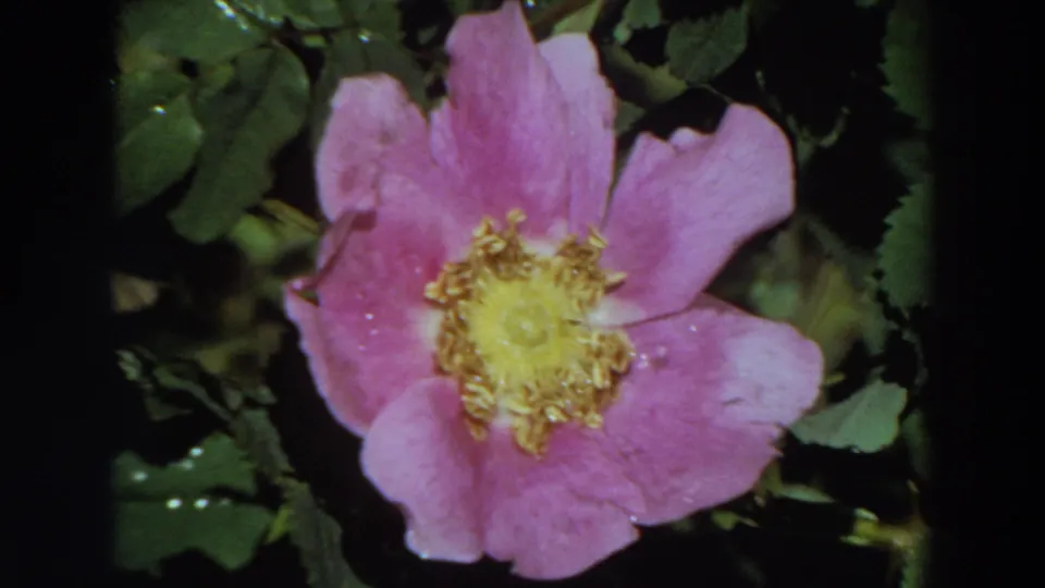 1964 California 8mm close-up of the same pink flower, slightly shifted within the leafy garden view.