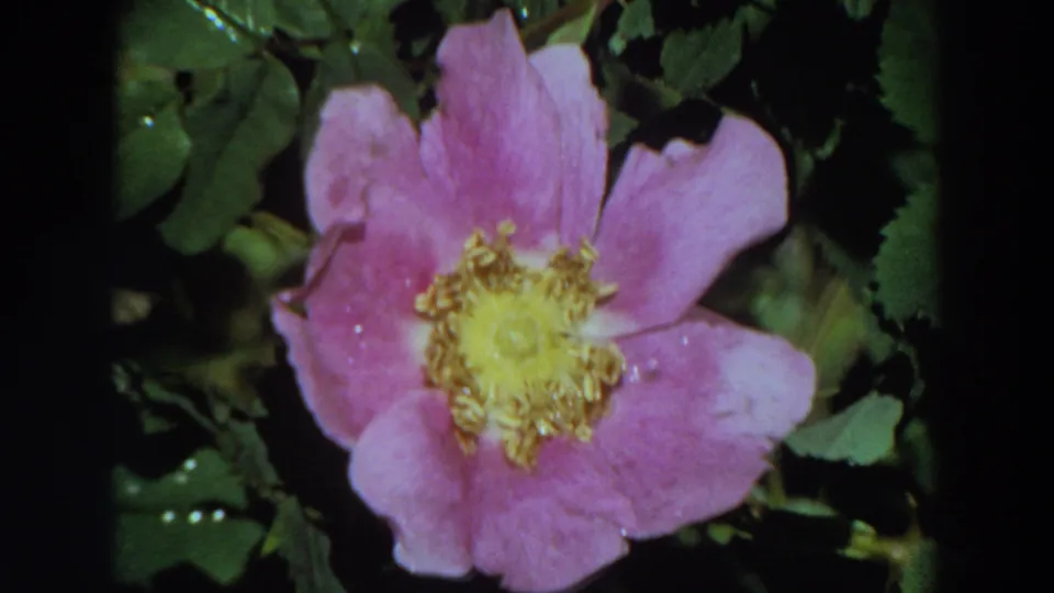 Late-frame 1964 California 8mm view of a pink flower with yellow center, framed by dark green leaves.