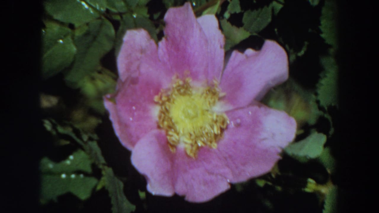 Close view of a pink wildflower with a yellow center and damp petals in 1964 California 8mm home-movie footage.