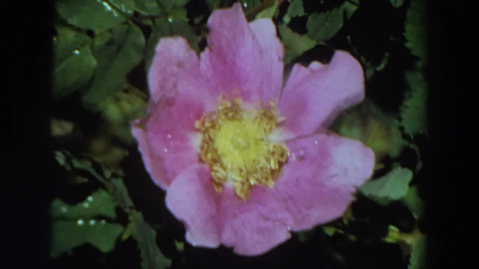 Close view of a pink wildflower with a yellow center and damp petals in 1964 California 8mm home-movie footage.