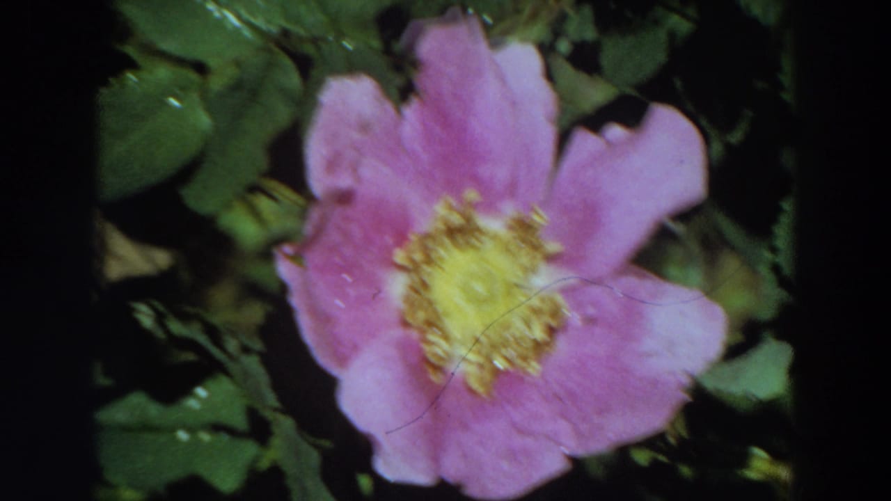 A second close view of the same pink wildflower among green leaves, with visible 8mm softness and color shift.
