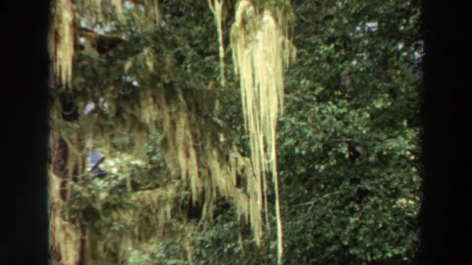 1964 California 8mm frame shifting to dense green trees with long hanging moss or lichen in the foreground.
