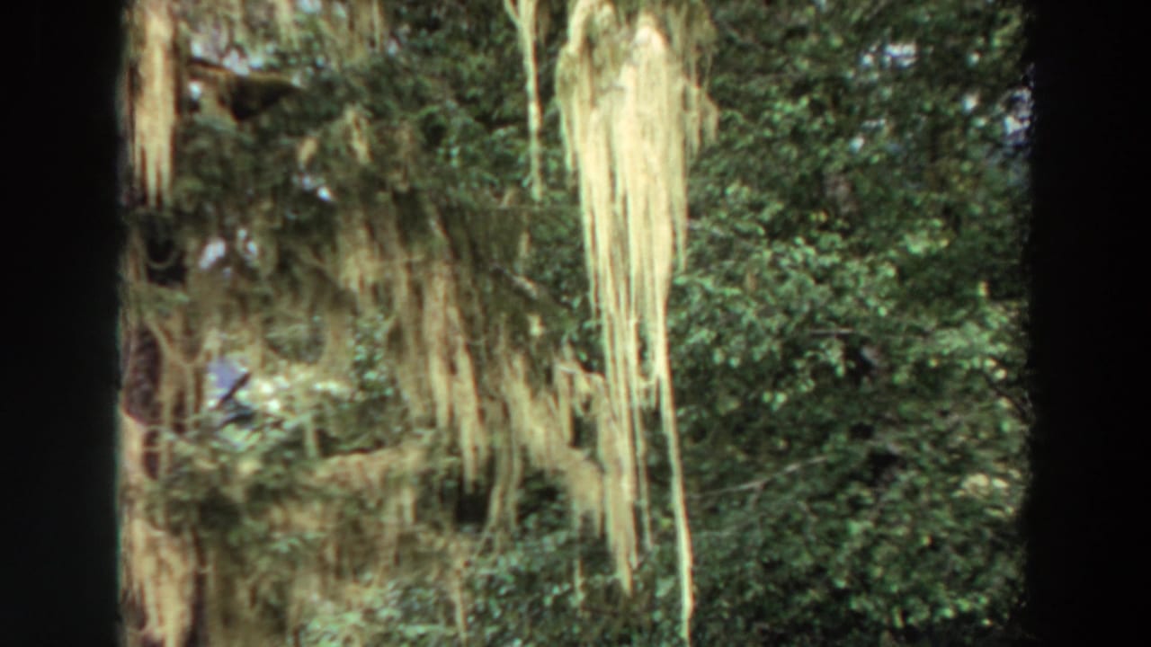 1964 California 8mm frame showing dense foliage and long strands of hanging moss in a shaded wooded scene.