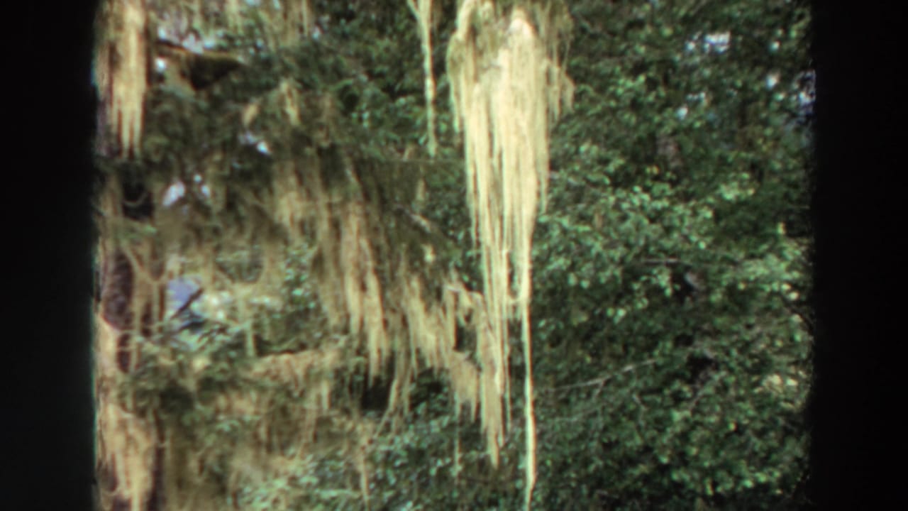 Moss hanging from trees over dense green foliage with dark frame borders.