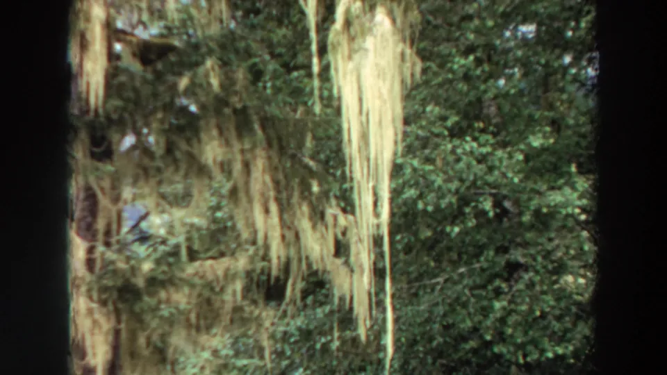 A handheld 8mm view of mossy trees and thick green vegetation, consistent with the clip's 1964 California metadata.