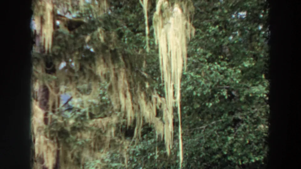 Moss and foliage dominate this 1964 California home-movie frame, with soft focus and dark film borders visible.