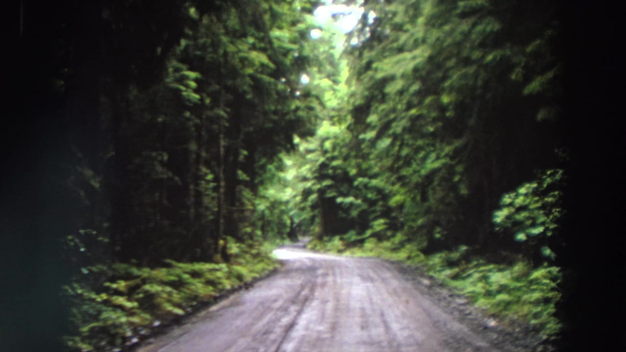 Narrow forest road curving through dense green trees and ferns.