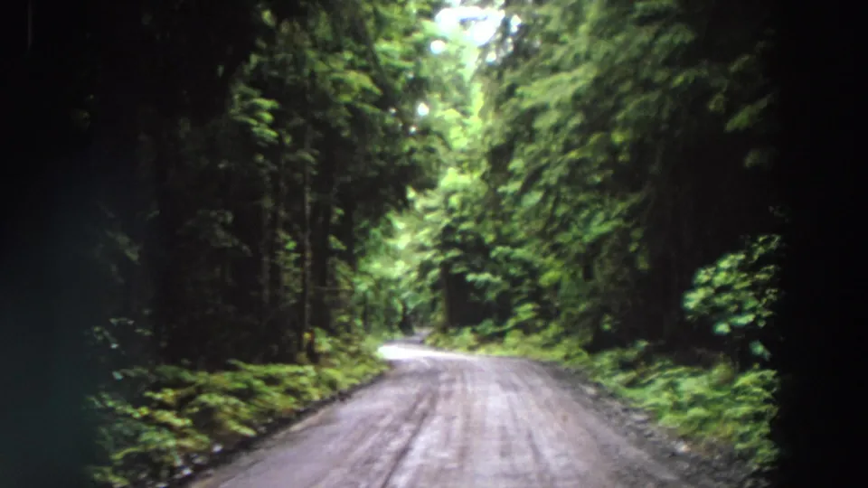 1964 California home-movie frame of a quiet forest road bordered by dense trees, ferns, and filtered daylight.