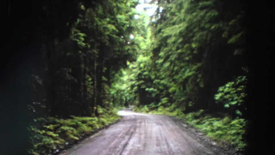 1964 California home-movie frame showing a damp-looking forest road receding between tall trees and bright green roadside ferns.