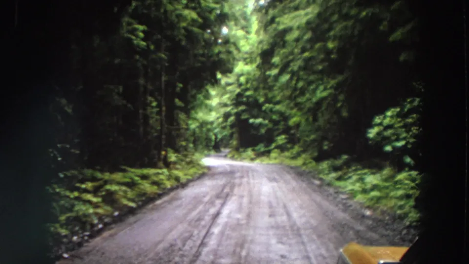1964 California home-movie frame of a curving forest road, thick green vegetation, and a small yellow edge artifact near the lower right.
