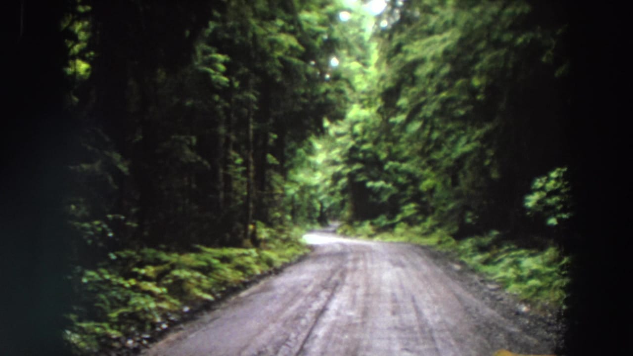 Dirt road curving through a dense evergreen forest with dark shaded edges.
