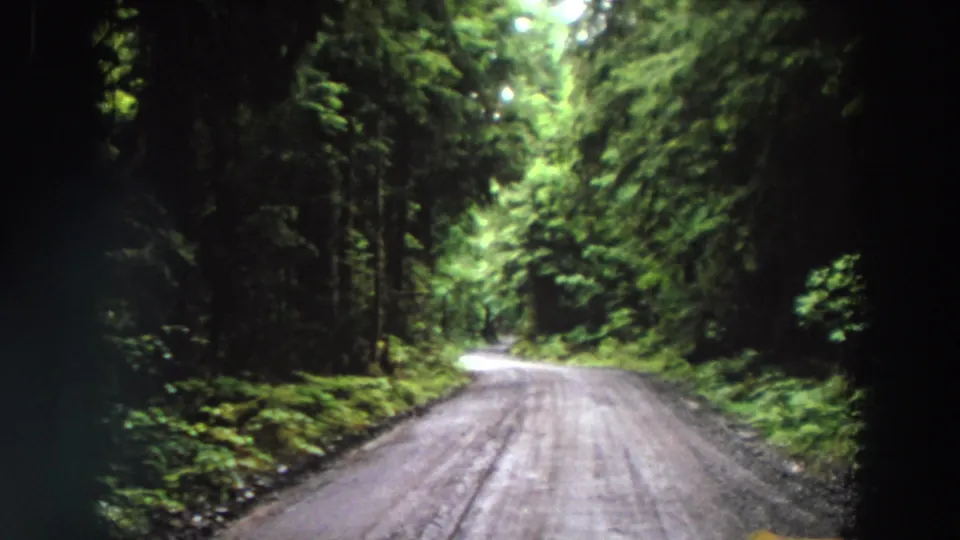 1964 California 8mm frame showing a quiet dirt road bordered by tall evergreens, ferns, and shaded undergrowth.