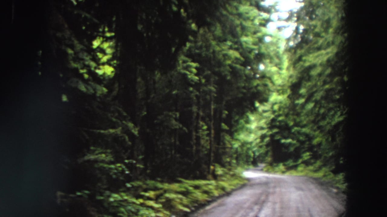 Narrow road disappearing into a heavily wooded green forest.