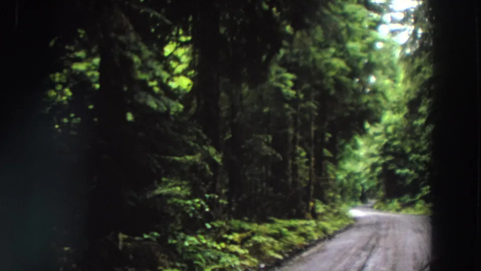 Vintage 8mm view of a quiet California forest road, with dark tree trunks framing a brighter bend ahead.