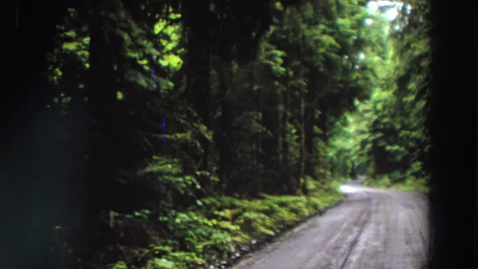 1964 California forest-road frame with a moving-vehicle perspective, soft focus, and dense green roadside growth.