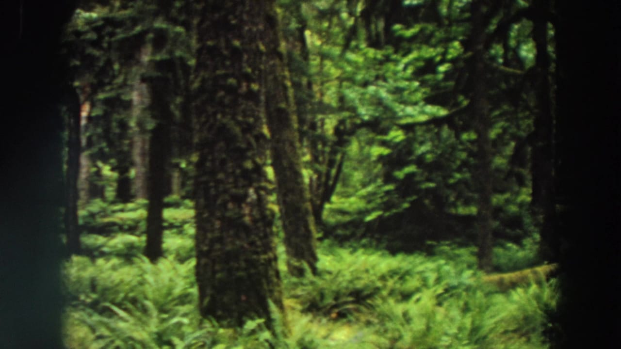 1964 California 8mm home-movie frame showing a dense green forest with tall tree trunks, fern-covered ground, and filtered sunlight.