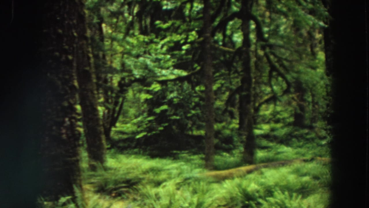 1964 California forest footage with a forward-looking view through tall trees, bright fern growth, moss, and dappled light.