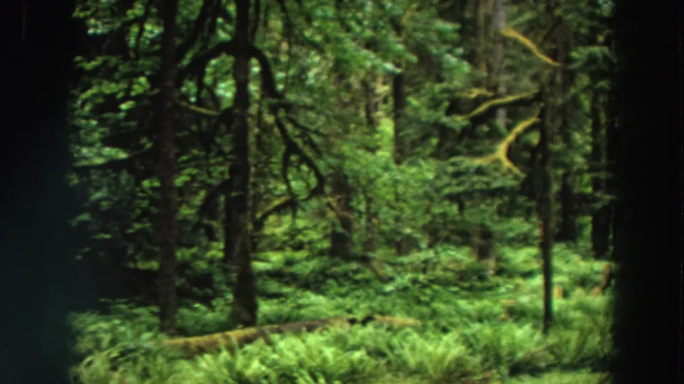 Soft 8mm frame from a California woodland showing ferns in the foreground, mossy branches, tall trees, and deep green shade.