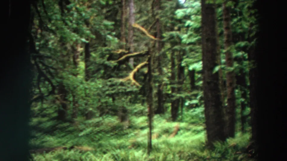 1964 California 8mm forest frame with soft focus, dense fern growth, mossy branches, and tall trunks receding into the woods.