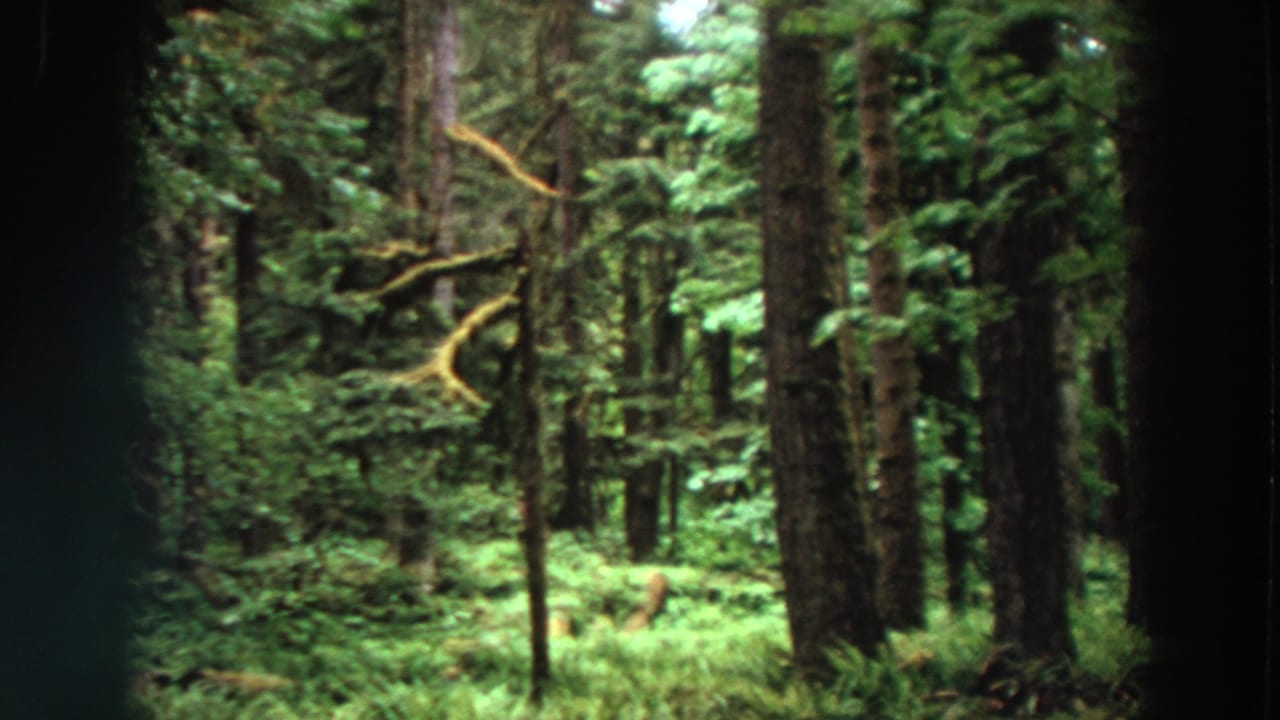 Tall evergreen forest with mossy trunks and green undergrowth.