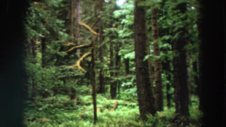 1964 California 8mm frame showing tall evergreen trees, moss-covered trunks, and dense green forest floor.
