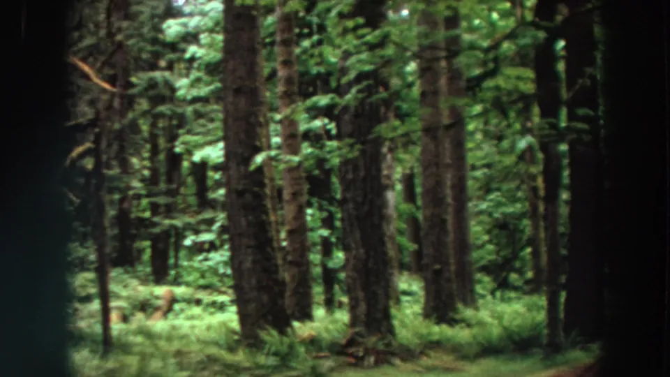 1964 California woodland view with vertical evergreen trunks, bright green undergrowth, and soft 8mm grain.