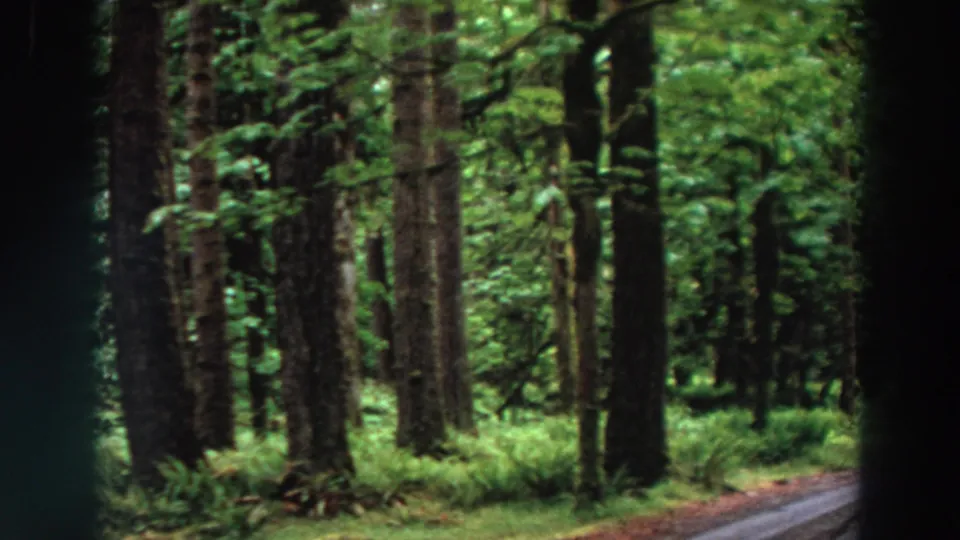 1964 California 8mm frame showing a narrow path curving through mossy evergreen forest.