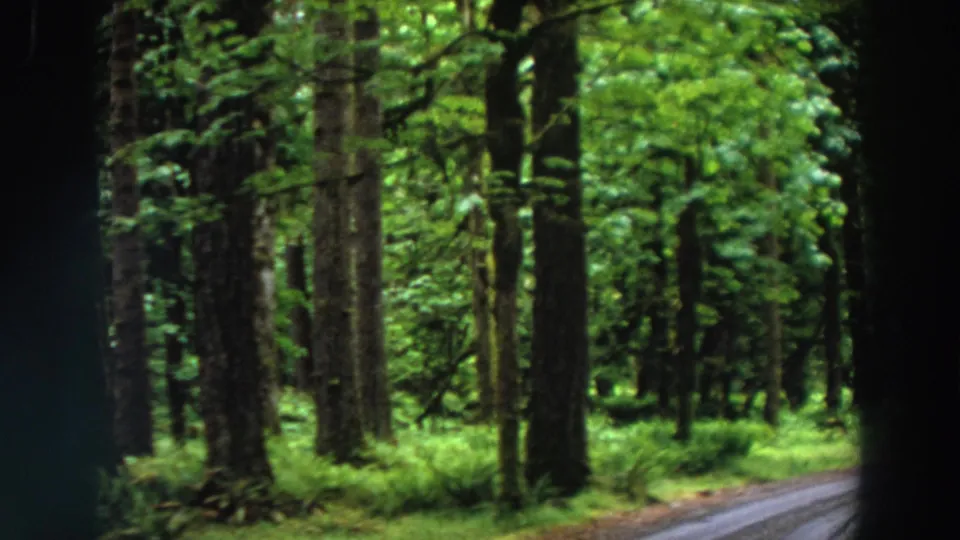 1964 California forest path seen in 8mm, with mossy trunks, dense foliage, and a pale track at the right edge.