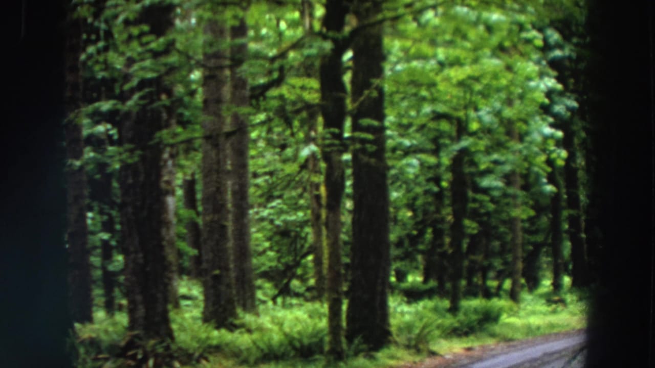 Tall trees and dense green undergrowth beside a narrow forest road.