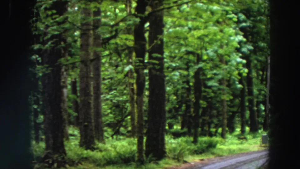 1964 California home-movie frame with dense woodland, vertical tree trunks, and a narrow road visible at the lower right.
