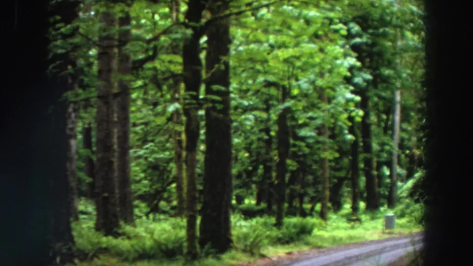 1964 California forest frame showing a roadside view, tall trees, dense green understory, and a small post or marker near the road.