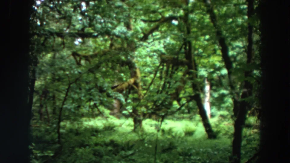 1964 California 8mm frame showing a darker forest section with low green growth, tree trunks, and overhanging branches.