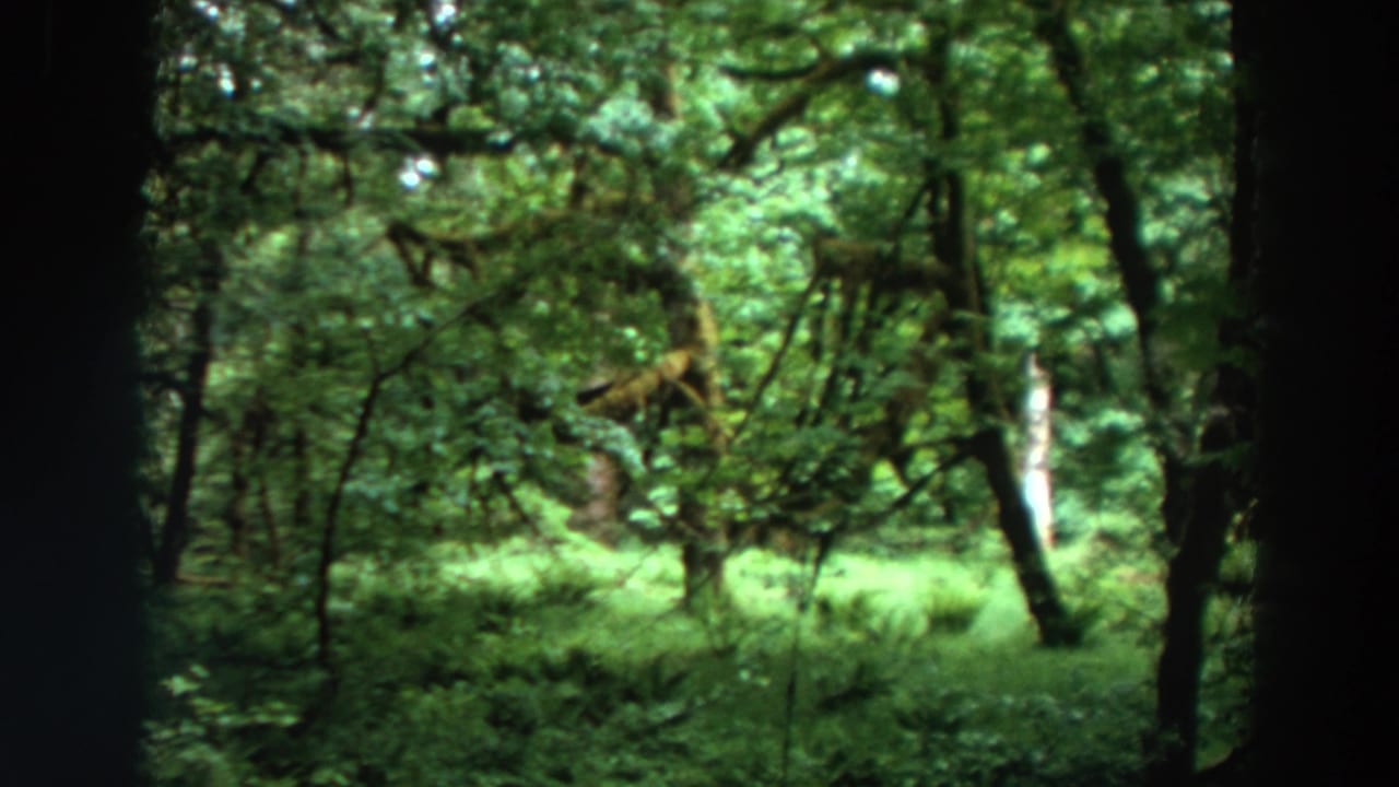 Sunlit green forest with dark tree trunks, leafy canopy, and dense undergrowth.