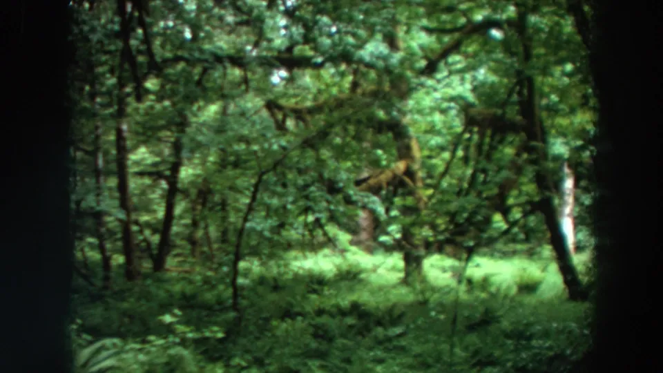 1964 California forest view on 8mm film, showing layered green foliage, crooked trunks, and a bright patch of undergrowth.