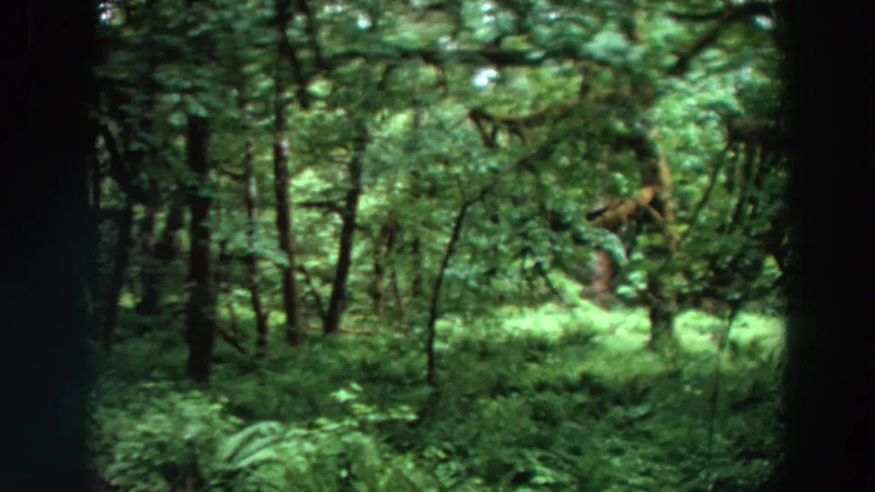 Soft 1964 California 8mm frame with ferns, tall shadowed trees, and thick sunlit vegetation in a forest preserve.