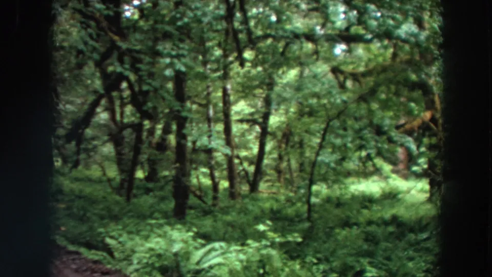 1964 California 8mm view of a shaded forest opening with ferns, dense foliage, and sun filtering through the canopy.