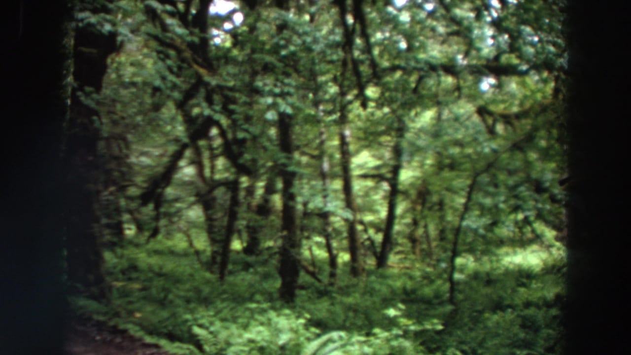 Wooded path with green foliage and dark tree trunks during a handheld pan.