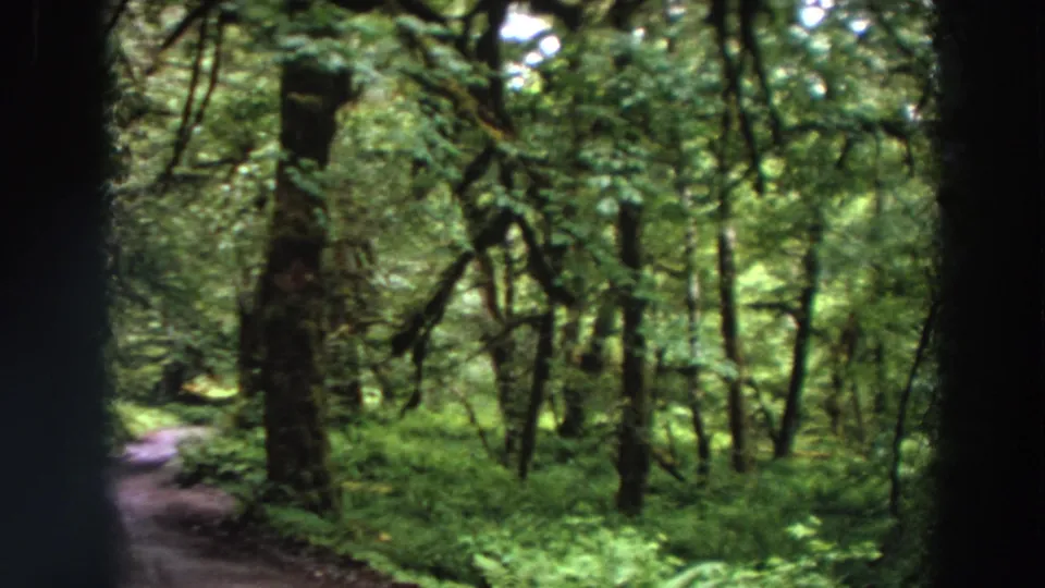 1964 California home-movie frame of a dirt trail curving through a lush wooded area with heavy green foliage.