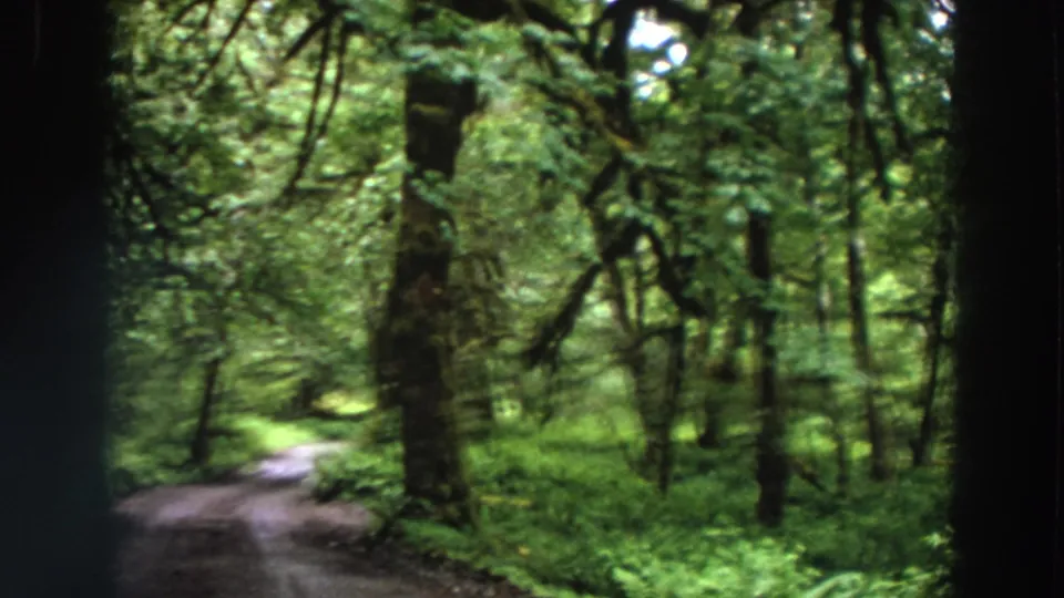 1964 California 8mm still showing a wooded path, foreground tree trunk, and layered green plants along the forest floor.