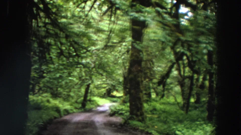 1964 California home-movie frame of a narrow path receding into a dense, leafy forest with filtered sunlight.