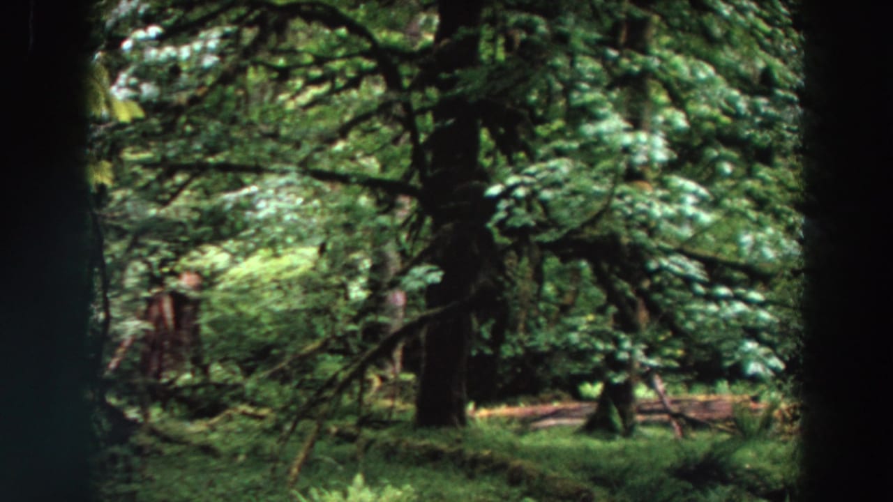 Dense forest with dark trunks, green foliage, and a small indistinct shape in the background.