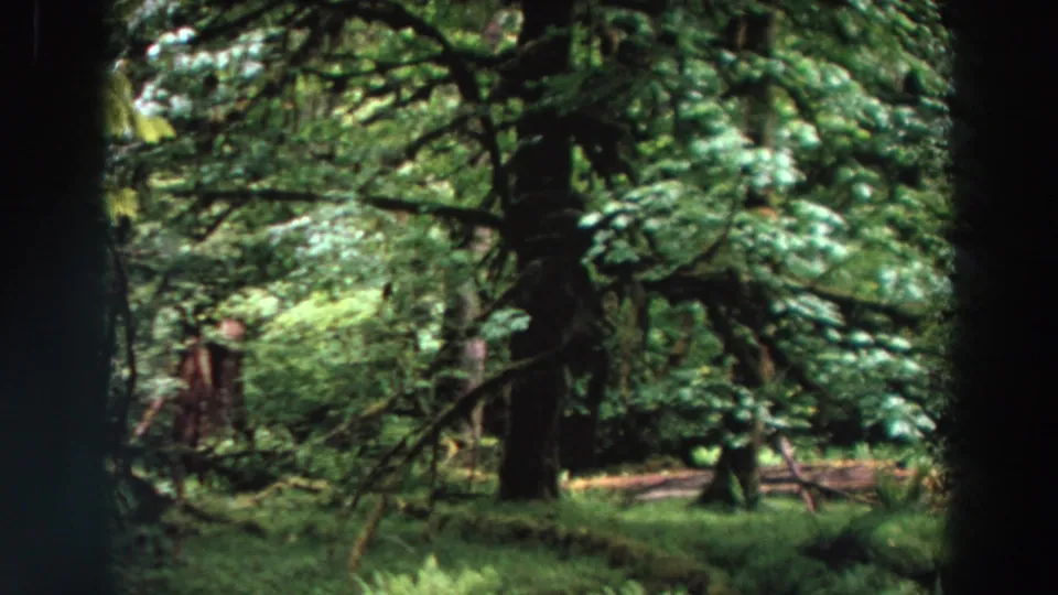 1964 Washington forest frame with a heavy canopy, dark central trunk, mossy limbs, and soft green foliage across the view.