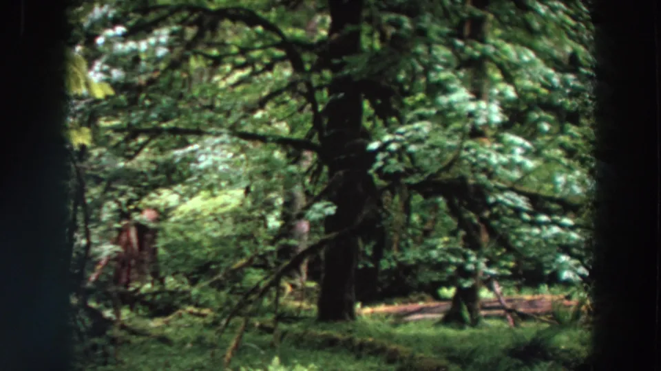 1964 Washington 8mm still of dense woodland, with mossy branches, layered green foliage, and an indistinct distant figure or animal shape.